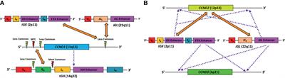 Current Knowledge in Genetics, Molecular Diagnostic Tools, and Treatments for Mantle Cell Lymphomas